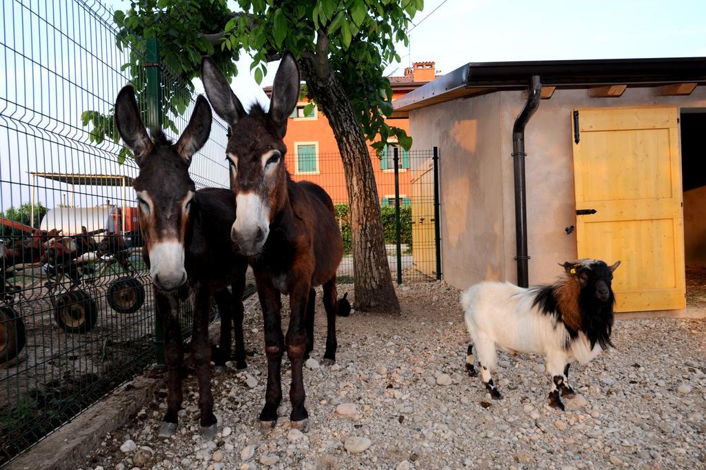 Agriturismo Al Barco Guest House Sommacampagna Exterior foto